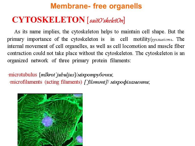 CYTOSKELETON [saitO`skeletOn]     As its name implies, the cytoskeleton helps to